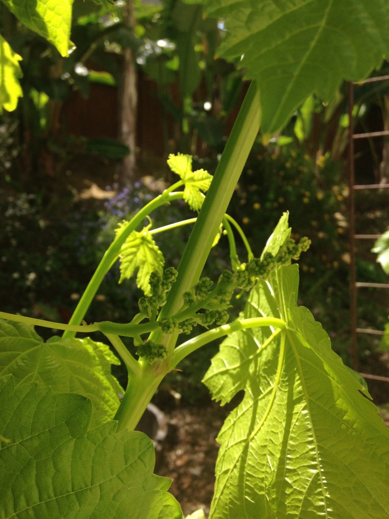 Budding Grapes, April 2015