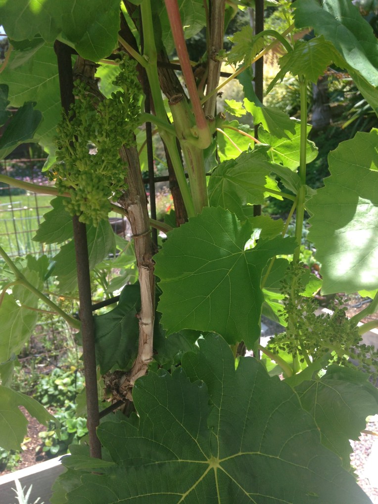Watching the grapes grow! May 2015