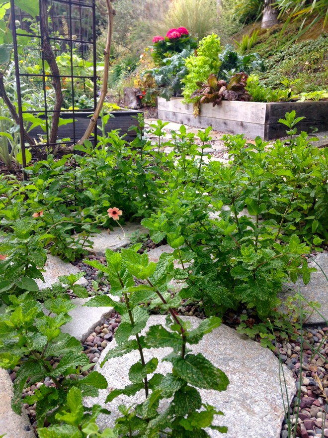 the path overtaken... by mint. and black eyed susan vine. and even some chives. 