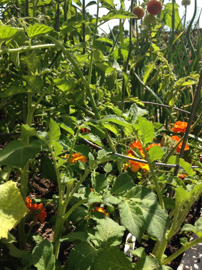 Tomatoes, underplanted with marigolds, parsley, basil, and some accidental potatoes left over from winter!