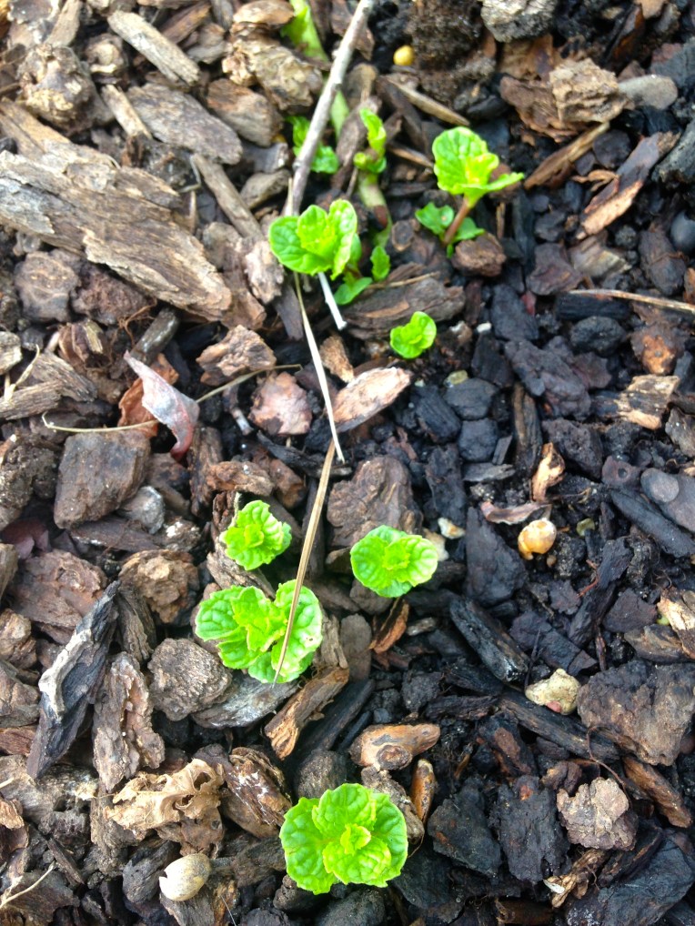 one little, two little, three little mint tips... leads to four little, five little, six little mint tips!